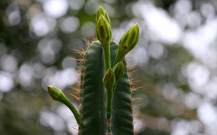 Singapore,Singapore Botanic Gardens, Cactus
